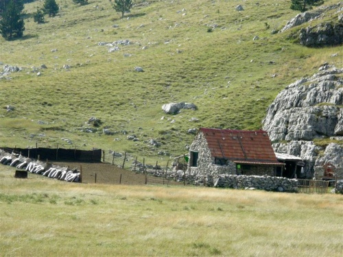 Goran poštuje okoliš Dinare - prilagodio se planini.