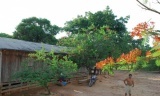 North Bolivia_Plantation