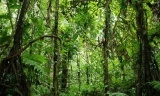 Bolivia_jungle