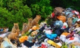 Čagljevi jedu naše smeće i plastične vreće